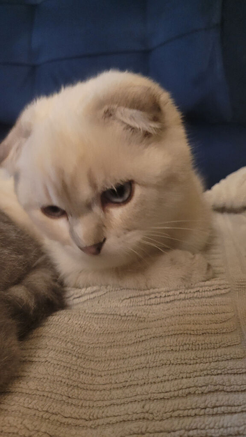 Scottish kittens