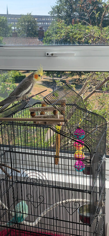 Cockatiel