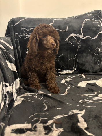 Stunning miniature poodle puppies
