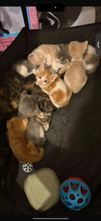Kittens