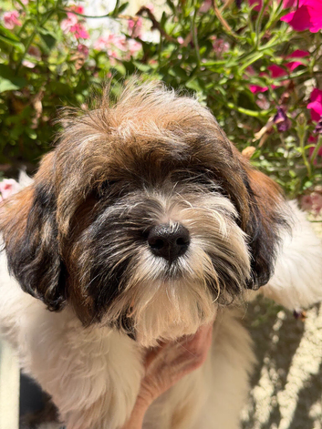 Beautiful Kc Reg&rsquo;d Havanese Puppies Boys and Hirls