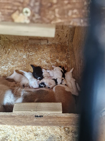 9 cockapoo cross beagle pups for sale