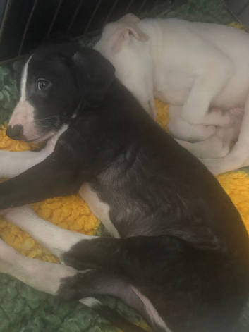 saluki collie gray