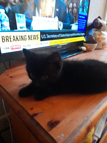 Black kitten boy