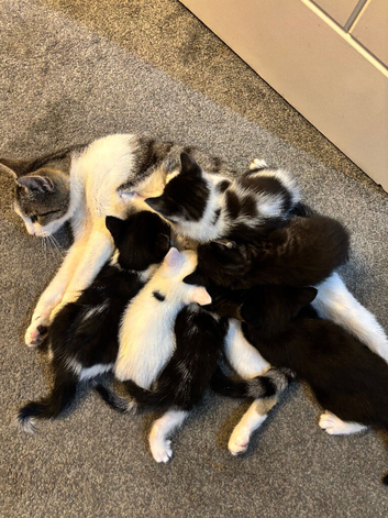 Kittens