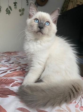 Pure Ragdoll Kittens