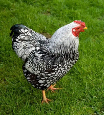 Hatching eggs available