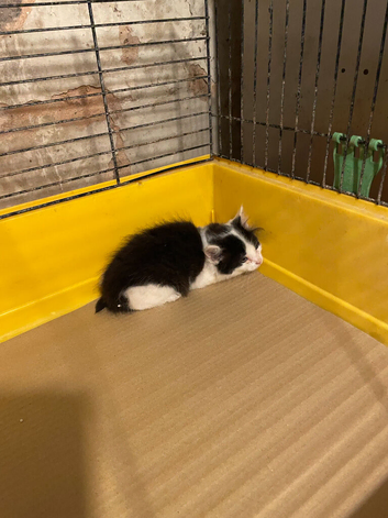 Beautiful barn kittens for sale
