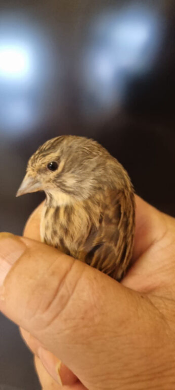 Linnet cock