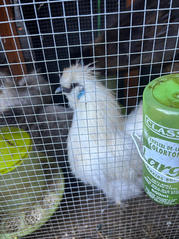 Beautiful Silkie Boy