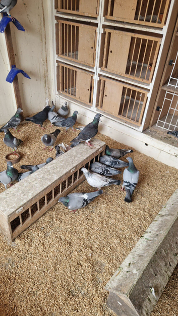 Racing pigeons