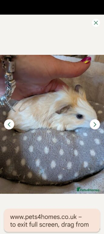 Baby boy Guinea pigs for sale