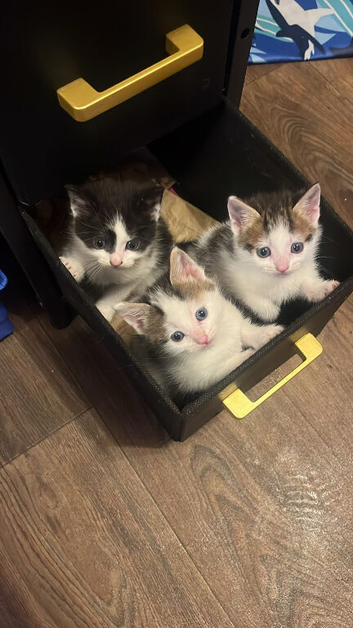 Kittens for sale 3 boys & 3 girls beautiful colours