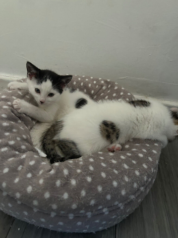 9 weeks old male kittens