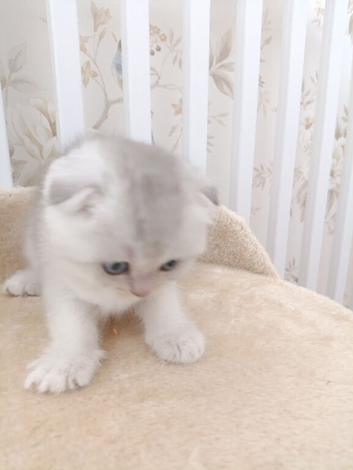 Scottish fold and straight kittens