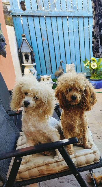 Cavapoo Young Adults  Female and Male, Apricot and Red Super Affectionate Both.