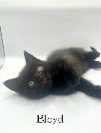 Beautiful British  shorthair cross kittens
