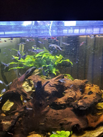 Endler guppies/platties