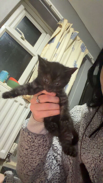Last kitten for sale