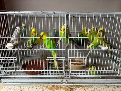 Budgies