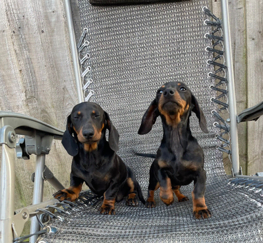 Miniature dachshund