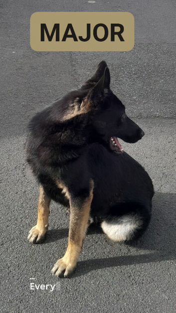 BELGIAN SHEP /CHECK SHEPHERD
