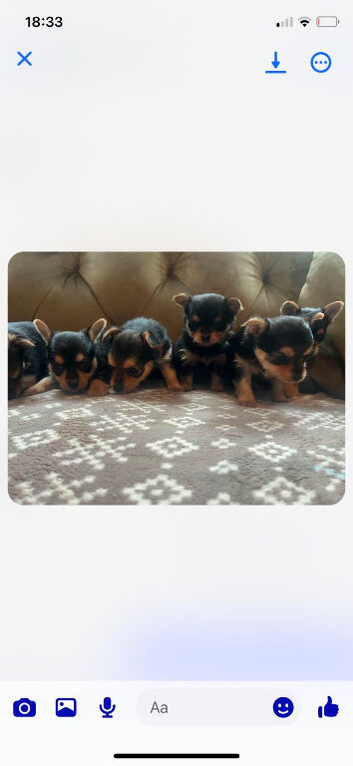 Chihuahua x Yorkshire terriers