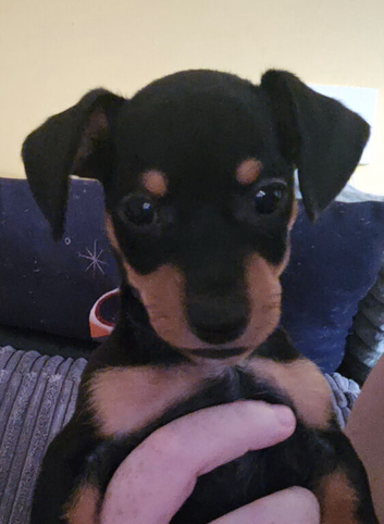 Miniature Jackshund