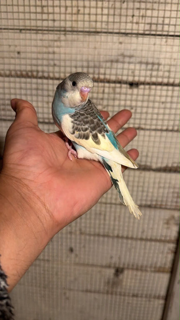 Budgies for sale