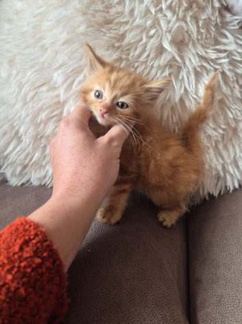 Maine coon kitten