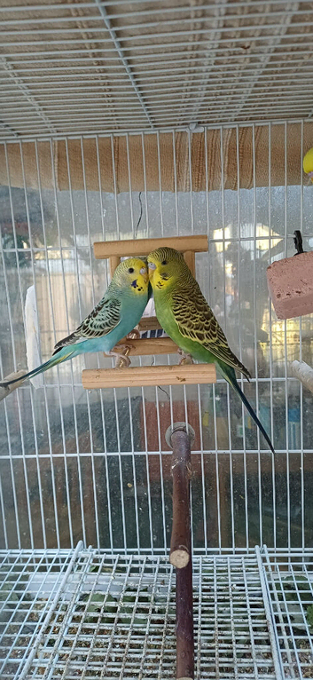 Pair of young budgies