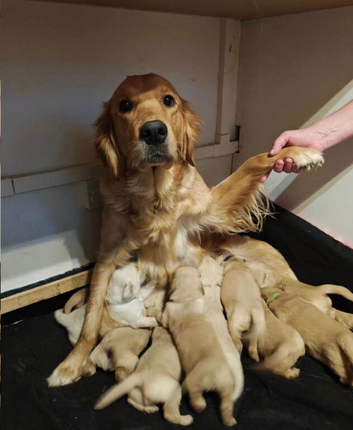 STUNNING GOLDEN RETRIEVERS READY SOON!