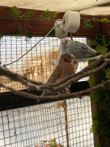 Cut throat finch male