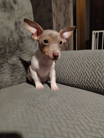 Jack Russell puppy