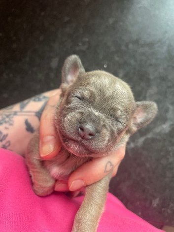 Beautiful chihuahua&rsquo;s
