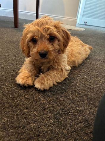 8 cavapoo & 5 dash hound x Doxiepoo puppies available now