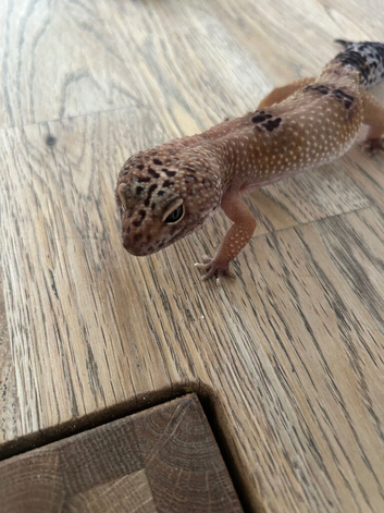 Female adult leopard gecko - friendly and calm