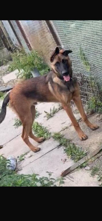 Mali x shepherd