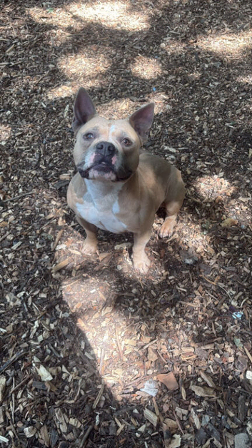 18 Month Old Pocket Bully x French Bulldog