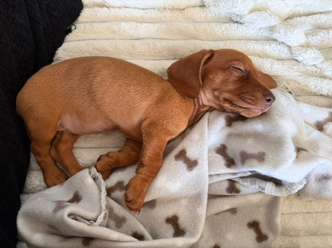 Miniature Dachshund