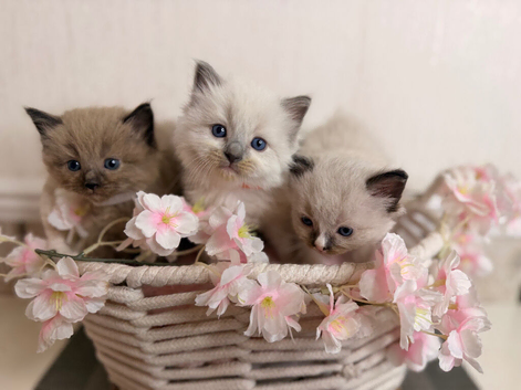 RAGDOLL KITTENS