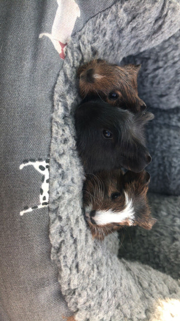 5 baby guinea pigs