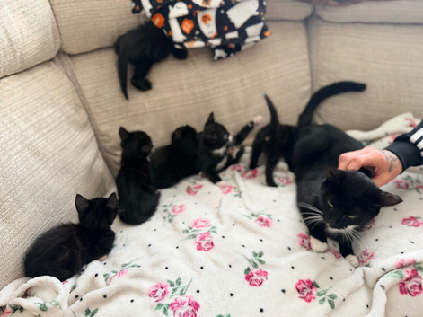 Kittens for sale