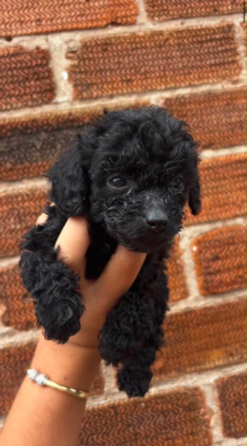 Sproodle puppy&rsquo;s