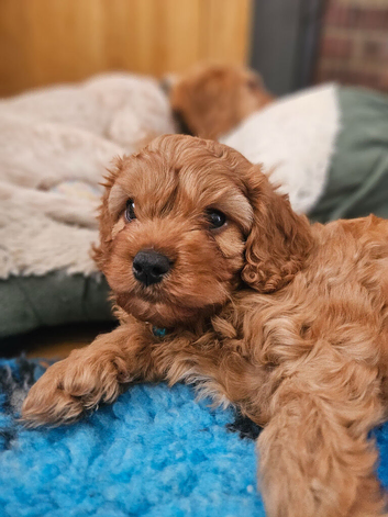 UNO F1 CAVAPOO DNA TESTED PARENTS