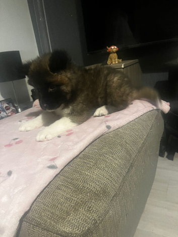 American Akita puppy&rsquo;s