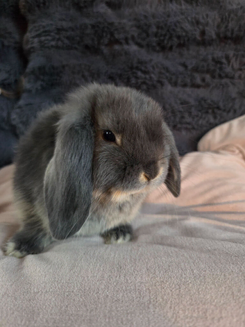 2 mini lops