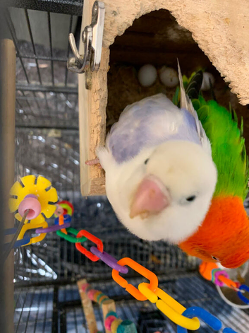 Lovely birds Male  so friendly talking and dancing