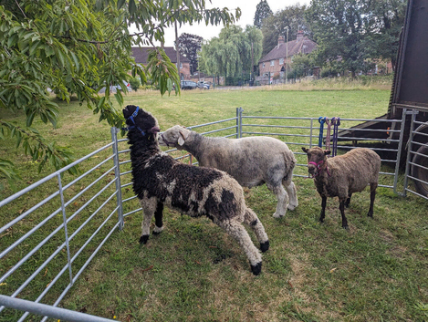 6yr splitti Valais blacknosr whether