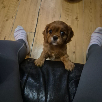 Stunning full bred cavalier king charles spaniel puppies forsale kc/Ikc registration